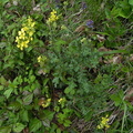 Erucastrum nasturtiifolium2