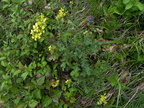 Erucastrum nasturtiifolium2