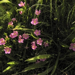 Gentianacées