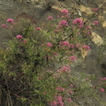 Erythraea grandiflora2