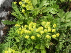 Euphorbia cyparissias2
