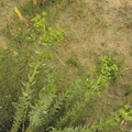 Euphorbia_paralias2.JPG