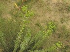 Euphorbia paralias2