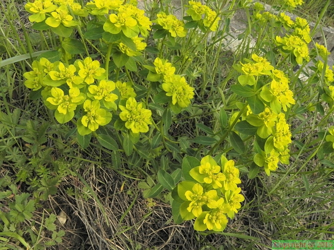 Euphorbia_verrucosa2.JPG