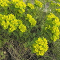 Euphorbia verrucosa2