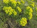 Euphorbia verrucosa2