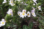 Euphrasia officinalis sl2