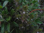 Euphrasia salisburgensis2
