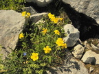 Helianthemum grandiflora2