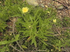 Hieracium intybaceum2