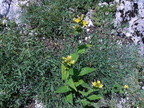 Hypericum montanum2