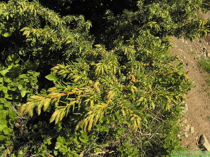 Juniperus_nana2.JPG