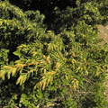 Juniperus nana2