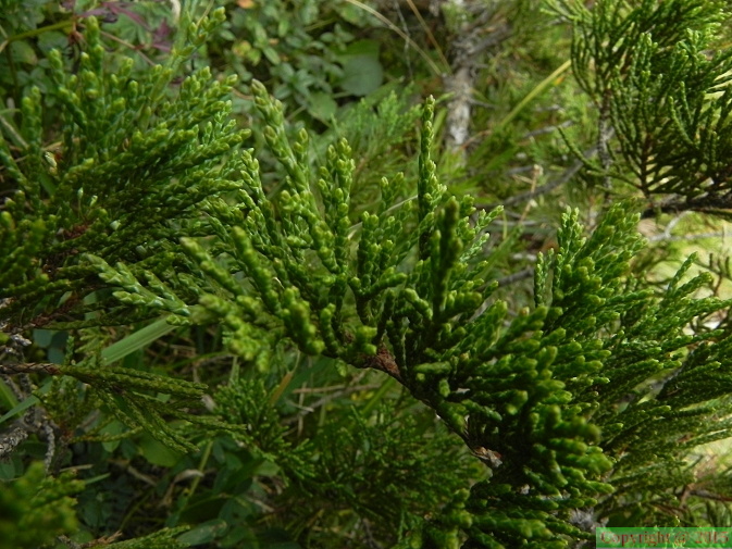 Juniperus sabina2