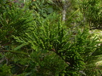 Juniperus sabina2