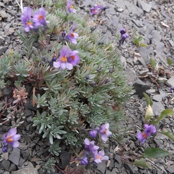 Linaria (ancien)