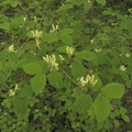 Lonicera xylosteum2