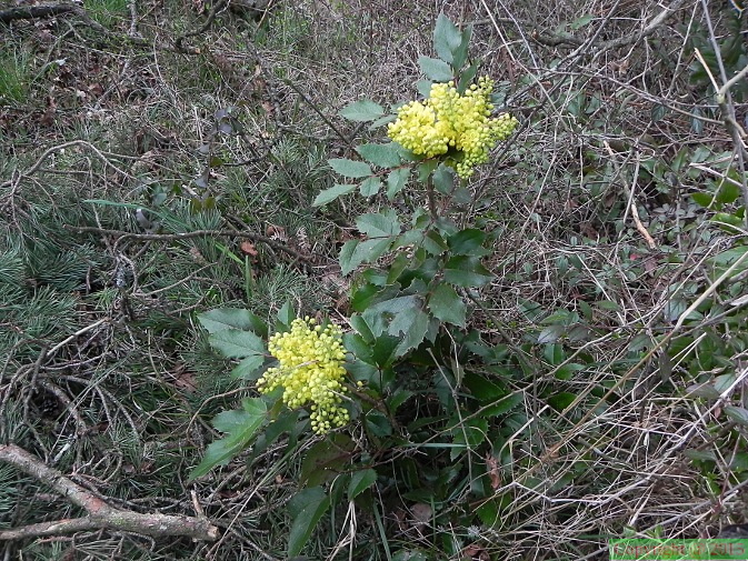 Mahonia_aquifolium2.JPG