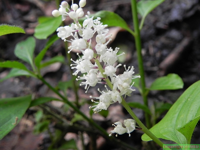Maianthemum bifolium2