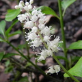 Maianthemum bifolium2