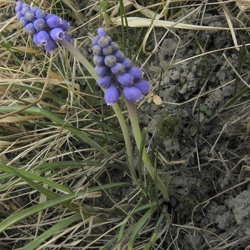 Muscari (nouveau)