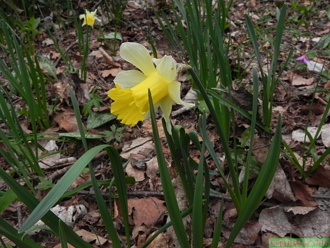 Narcissus_pseudonarcissus2.JPG