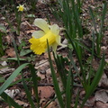 Narcissus pseudonarcissus2