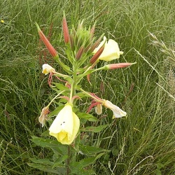 Oenothera