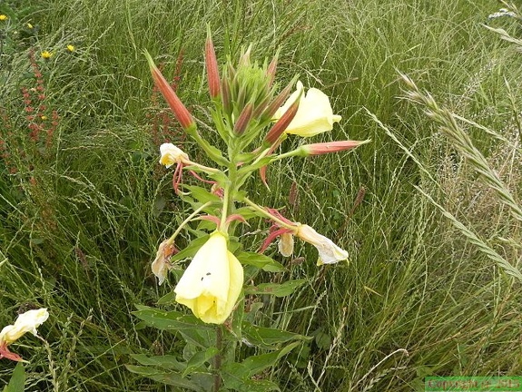 Oenothera biennis2