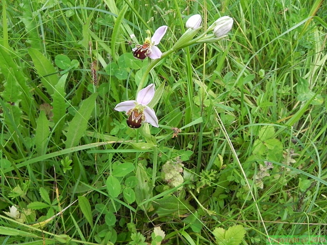 Ophrys_apifera2.JPG