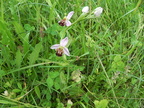 Ophrys apifera2