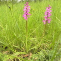 Orchis mascula2