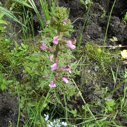 Pedicularis (ancien)