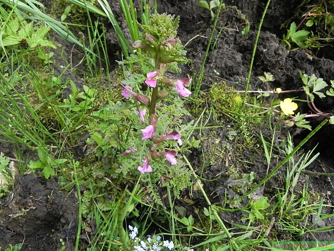 Pedicularis palustris2