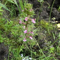 Pedicularis_palustris2.JPG