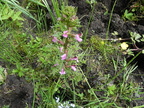 Pedicularis (ancien)