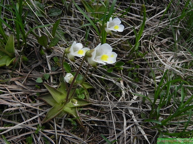Pinguicula_alpina2.JPG