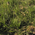 Plantago lanceolata2