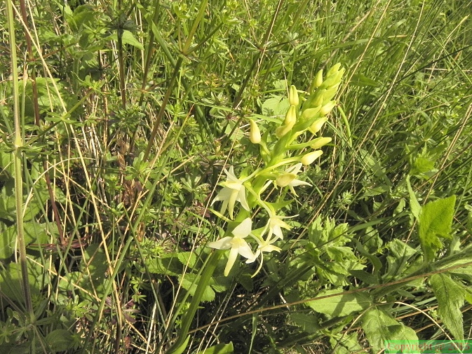 Platanthera_bifolia2.JPG