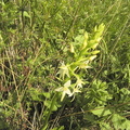 Platanthera bifolia2