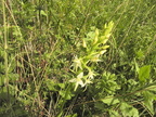 Platanthera bifolia2