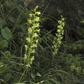 Platanthera chlorantha2