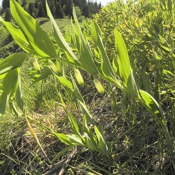 Polygonatum (nouveau)
