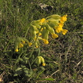 Primula veris ssp veris2