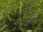 Pseudoorchis albida2