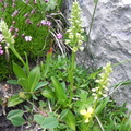 Pseudoorchis albida ssp tricuspis2