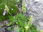 Pseudoorchis albida ssp tricuspis2