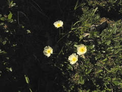 Ranunculus alpestris2
