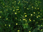 Ranunculus flammula2