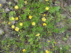 Ranunculus repens2
